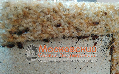 клопы в диване Красногорск